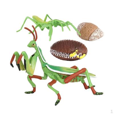 Ciclo de vida, acessórios para sala de aula de 4 partes, materiais didáticos, idades 5+