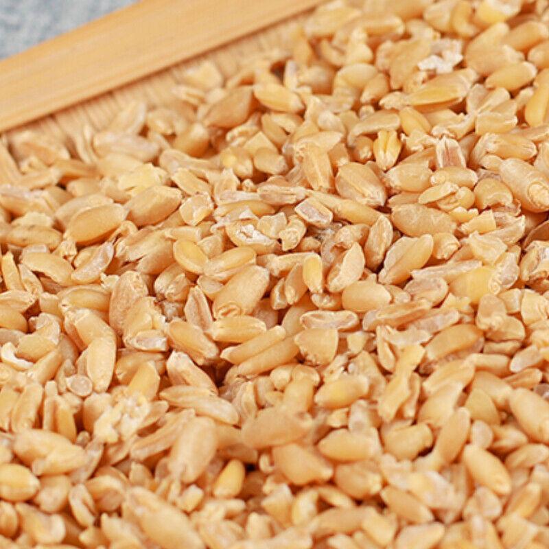 Chá de ervas orgânico de trigo de alta qualidade selecionado, especialidade chinesa 500g