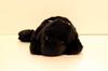 Yoshitoku Labrador Retriever Plüschtier, Schwarz, Klein
