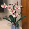 Set di Costruzioni Floreali Orchidee, Set Decorativo da Assemblare Fai da Te, Regalo di Natale per Fidanzata e Moglie
