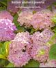 Concentrated Hydrangea Fertilizer Spray for Potted Plants