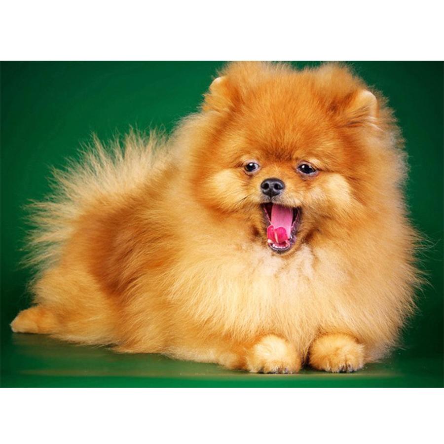 

5D DIY Набор для алмазной живописи Милая собака Фотографии Стразы Алмазная вышивка Пол Мозаика Животное Домашний декор Full Round 20x30cm