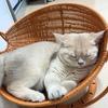 Faux Woven Cat Bed Semi Enclosed Cat Cave Bed Waterproof Indoor Cat House Basket Style Pet Bed for Cats