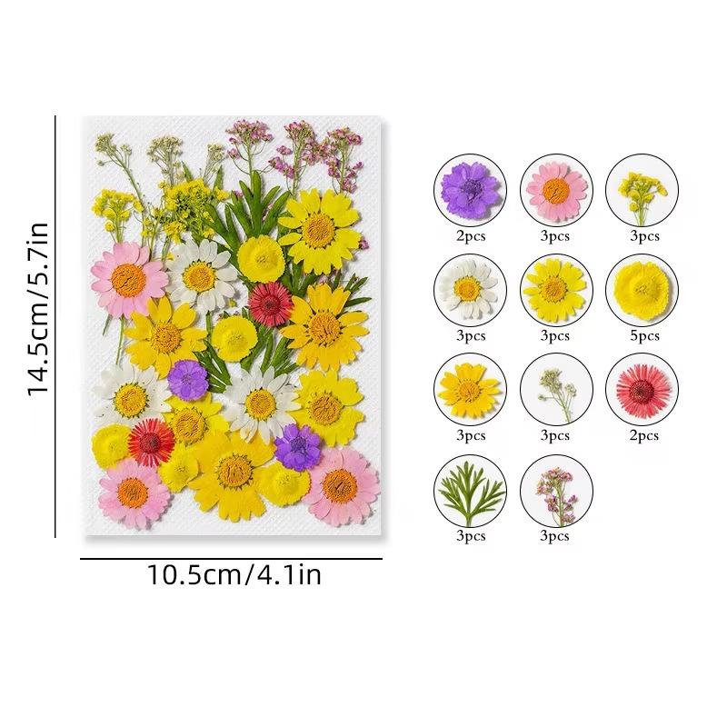 31-35PCS Dried Flower Set Mixed Multiple Pressed Flower Leaves DIY Candle Resin Nails Jewelry Pendant Crafts Art Floral Decors