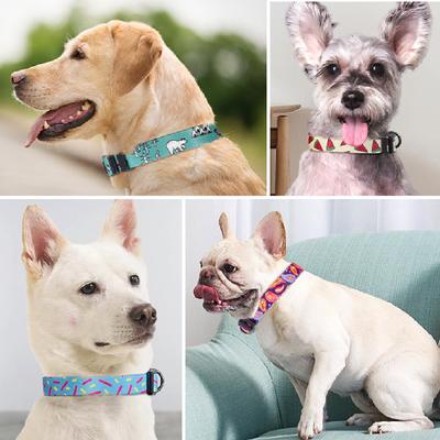 Köpek – Köpek Tasmaları ve Tasma Kayışları