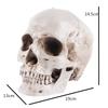 1:1 Skull Statue Sculpture Halloween Decoration Resin Skull Skeleton Crafts for Painting Medical Props Bar Counter Home Decor