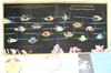 LP Record STEVIE WONDER - Original Musiquarium 1 6002TL2 TAMLA 1982 US Soul/Funk Used