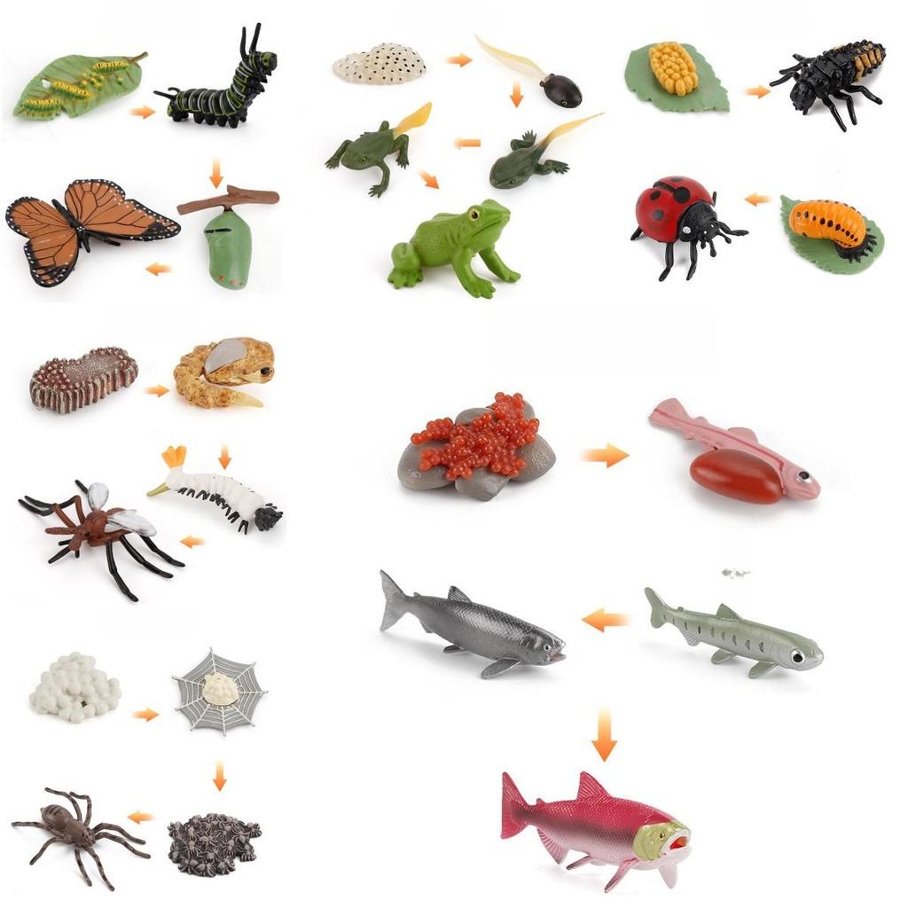 Animal Model Set Pvc Collectible Insect Bird Reptile Amphibian For Education And Display