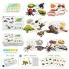 25 Piece Realistic Insect Growth Cycle Card Set Featuring Worm Ladybug Dragonfly Frog Snail Models