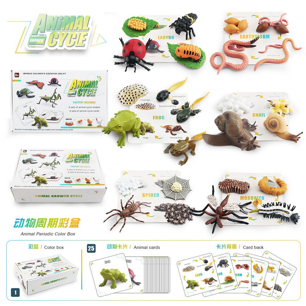 25 Piece Realistic Insect Growth Cycle Card Set Featuring Worm Ladybug Dragonfly Frog Snail Models