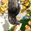Halloween Decor Simulation Crow Bird Mold Animal Ornaments Realistic Hanging Dead Crow Decoy Props Decoration Crow Prop Decor