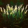 Waterproof Outdoor LED Fiber Optic Flower Lamp - Double-layer Lawn & Garden Decoration