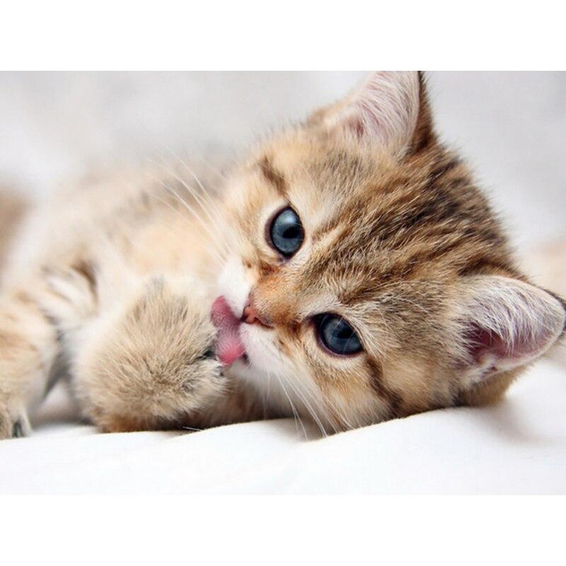 5D Diamond Painting Animal Cute Cat Diamond Embroidery Cross Stitch Rhinestones Full Square Round Drill Pictures Art Home Decor