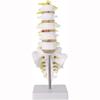 Human Lumbar Spine Model, Lumbar Spine Educational Model, Spine Model, 32cm Life-size Human Lumbar Spine Model, for Education and Medical Research