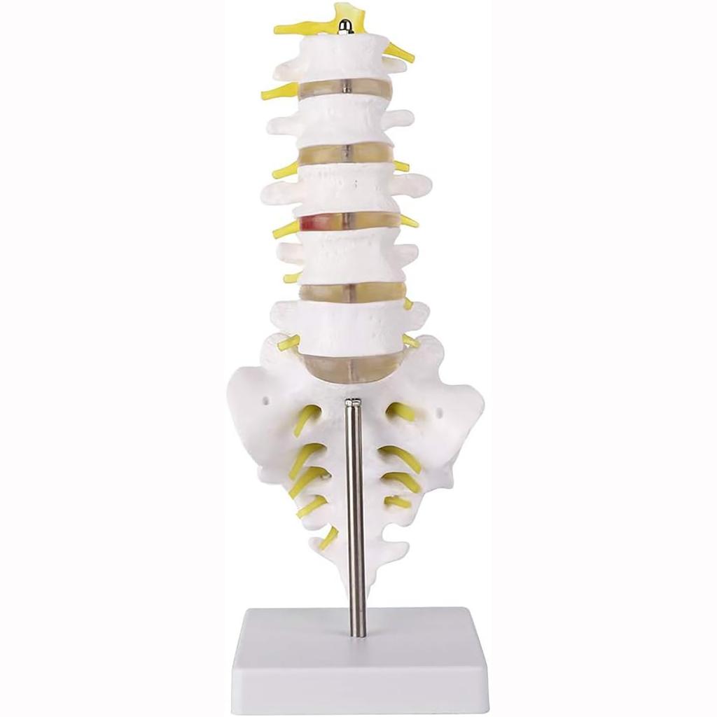 Human lumbar spine model, lumbar spine educational model, spine model, 32cm life-size human lumbar spine model, for education and medical research
