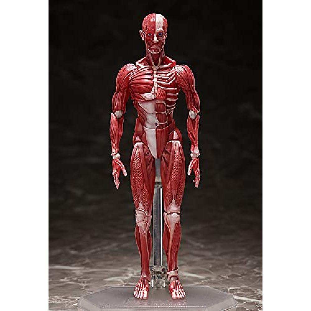 Figma model lidského těla bez měřítka ABS&PVC malovaná pohyblivá figurka F51042