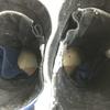 Daytona Vintage Leather Riding Motorcycle Boots Size 40 (Approx. 25.0cm) Gray×Navy Boots/Bike(USED)