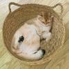 Four Seasons Cat Bed Woven Removable Upholstery Sleeping House Cat Scratch Floor Rattan Washable Cats Pet Products Accessories