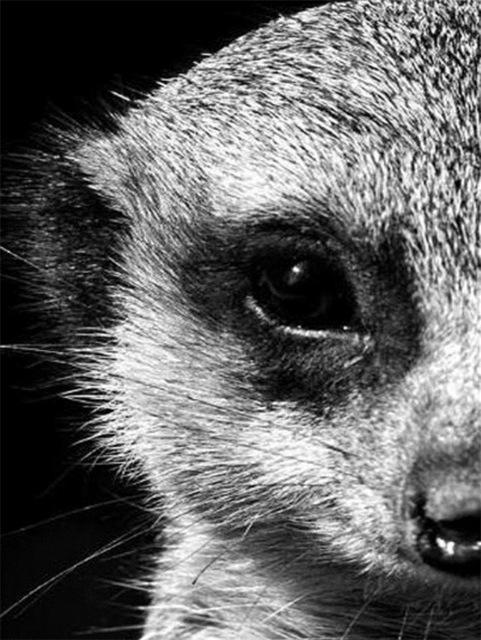 Broderie cu diamante 5D cu punct de cruce Wolf Diamond Art Painting Mozaic alb-negru Cadou lucrat manual