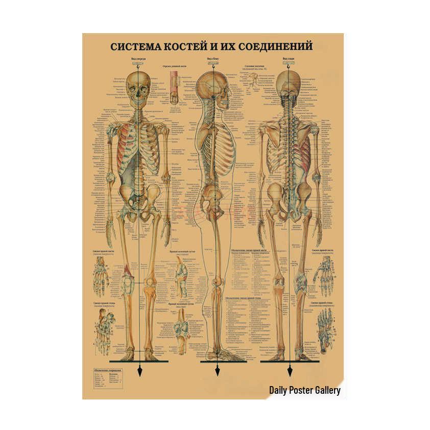 Anatomie kosterního svalstva Diagram Retro plakát pro výzdobu třídy Nástěnné umění (584)