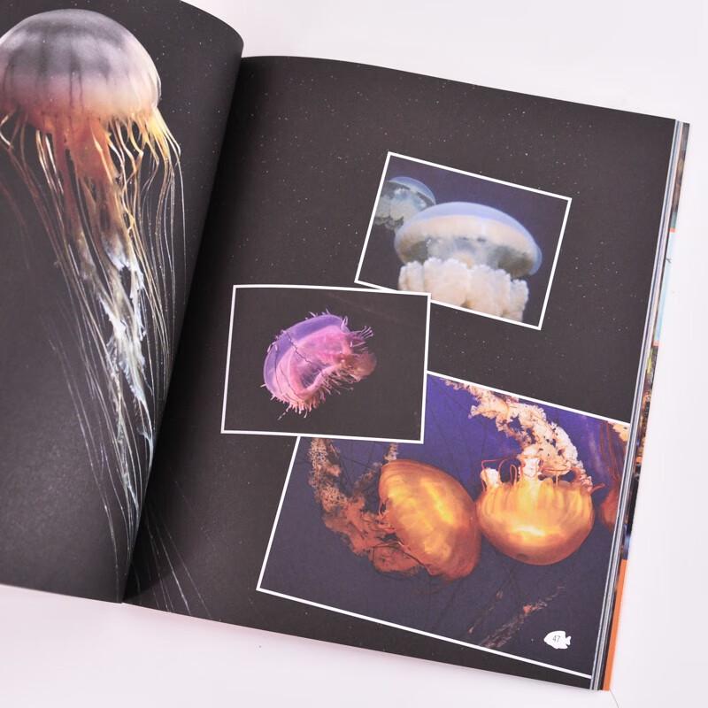 Curious Oceanarium: Cunning Ocean Hunter Book