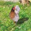 Chicken Garden Stakes Acrylic Yard Signs Outdoor Sculpture Statue Potted Plant Ornaments Garden Insert Yard Lawn Decor