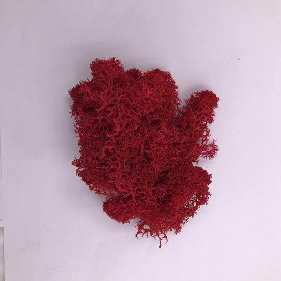 Kunstig plante Preservert blomst Reinsmose DIY Håndverk Hage Hjemmedekor