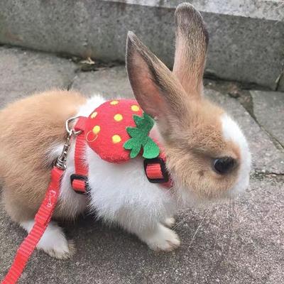 Kreslený králičí postroj a vodítko Sada Chůze Nastavitelné postroje pro domácí mazlíčky pro malá zvířata Králík Morče mascotas Doplňky