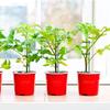 Plant Stakes 40cm/15.7in Collapse Prevention Garden Plant Stem Support Stakes for Orchids Tomatoes