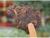 2022 Menghai Laobanzhang Aged Ripe Pu-erh Cake Tea
