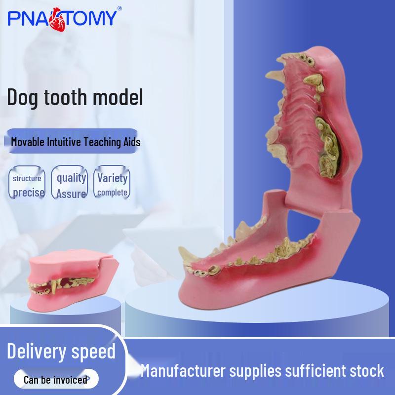 Canine Oral Teaching Model: Dog Teeth