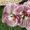 Haarklem Realistisch Orchidee Ontwerp Lichtgewicht Decoratieve Haarklem Stevige Grip Achterhoofd Haarklauw Dagelijks Draagbaar Haaraccessoires
