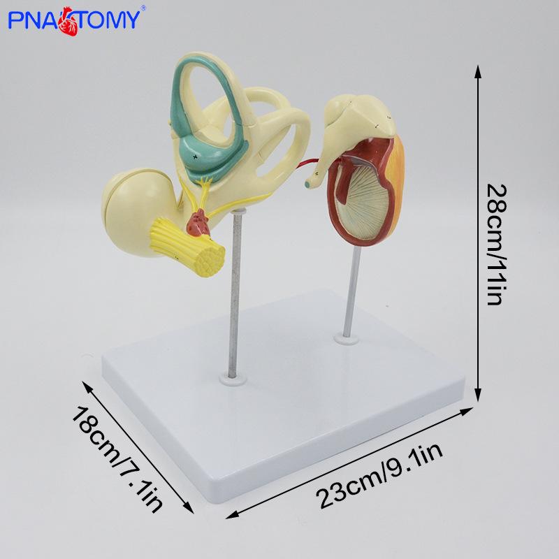 Magnified Ear Ossicles & Eardrum Model - Anatomy Teaching Aid for Otology Display PNT-0672