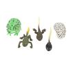 5 Pcs Tadpole Growth Cycle Realistic Detailed PVC Growth Stage Lifelike Tadpole Life Cycle Model Set for Home Office Party Decoration
