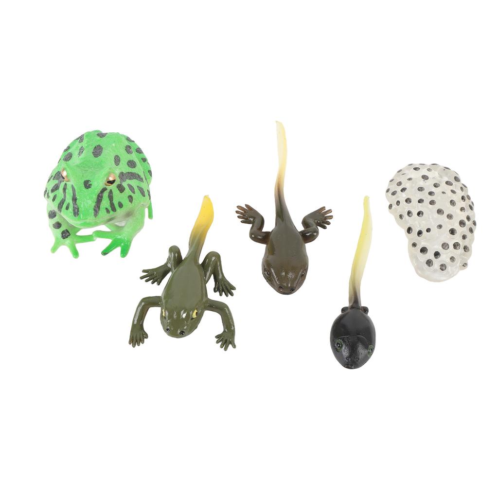 5 Pcs Tadpole Growth Cycle Realistic Detailed PVC Growth Stage Lifelike Tadpole Life Cycle Model Set for Home Office Party Decoration