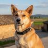 Reflective Dog Collar W/Buckle Soft Padded Nylon Pet Collars Adjustable Safety Nylon Collar for Small and Medium-Sized Dog