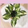 Japonica Plastic Viola Var Stenopetala Leaf For Garden Supplies Decoration