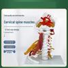 Advanced Human Cervical Spine Anatomy Model