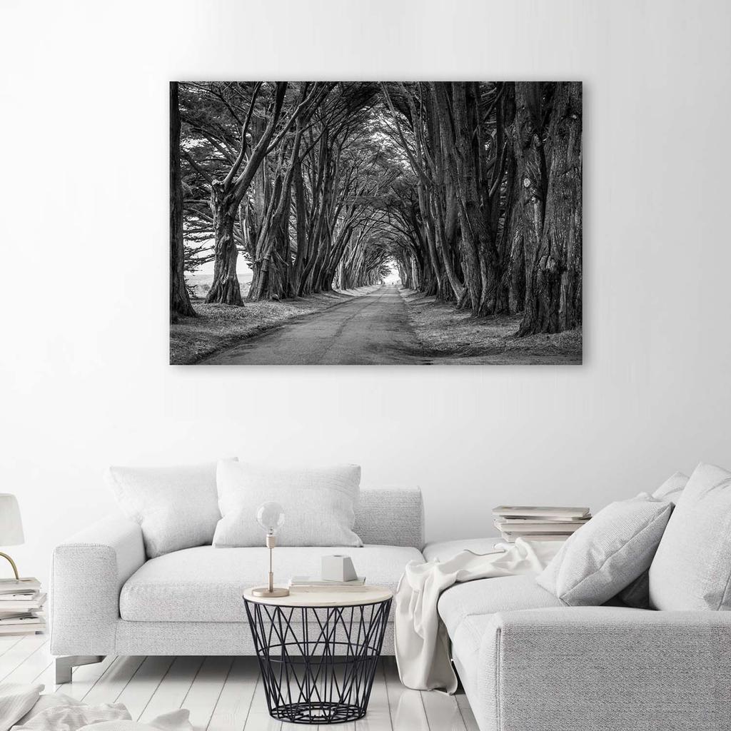 Canvas print, Forest avenue of trees black and white