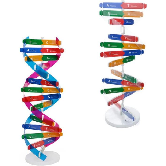 DNA Kit Self Double Helix Model kit Assembling DNA Display Stand Double Helix Model Human Genes Learning Toy Biological Teaching DNA Helix Model Aid