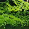Artificial Moss Landscape Bionic Lawn False Moss Micro Landscape Layout Lawn Bonsai Pottery Paving Landscape Outdoor Indoor