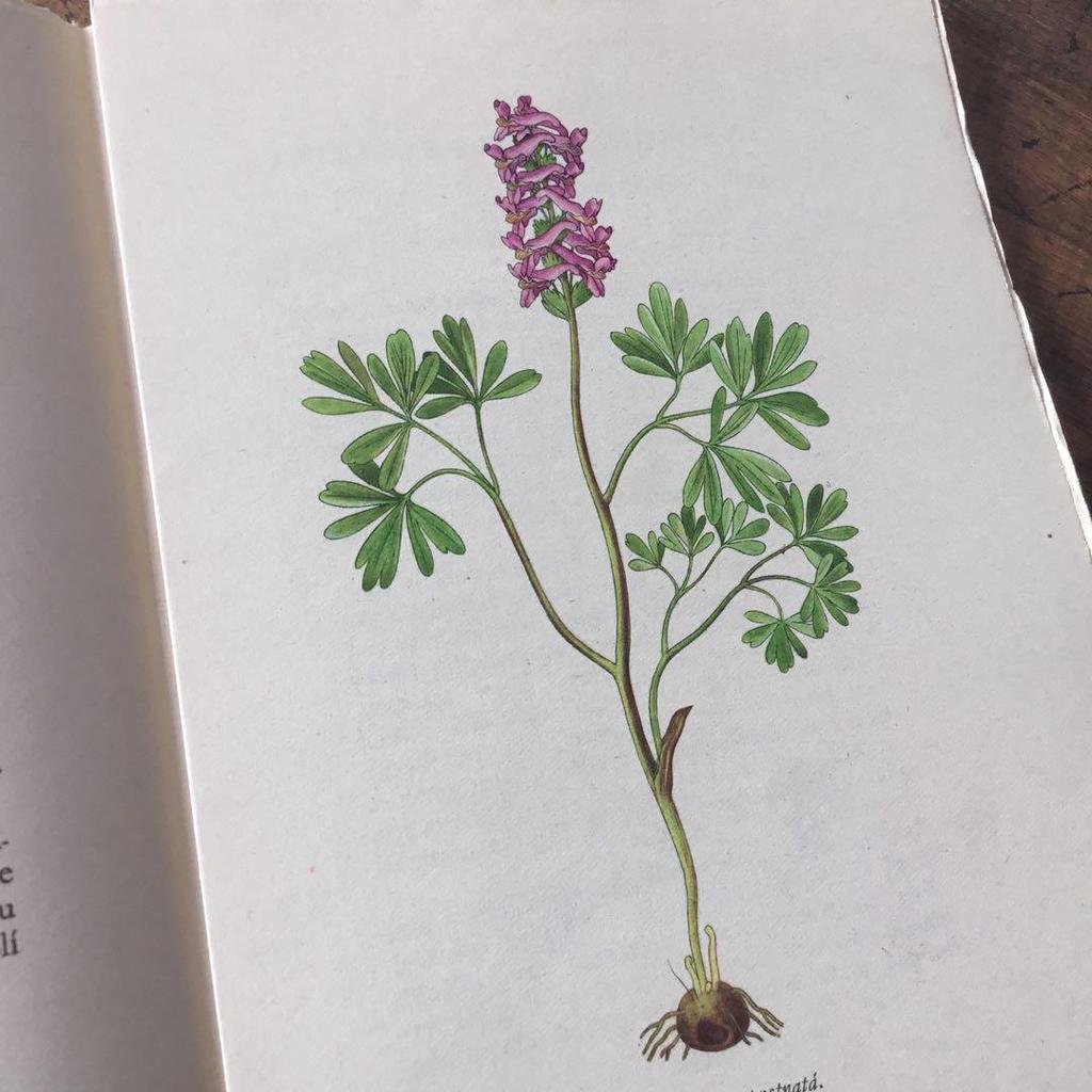 [USED] Czech Plant Encyclopedia Botanical Art Junk Journal