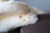 Childish tag with ribbon, made in Japan, realistic cat plush toy, 58cm (white cat L, eyes open), realistic cat, birthday, gift, present, celebration