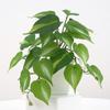 23 Leaves Artificial Green Plant Leaves Tropical Plant Real Touch Green Potted Plants Plastic Large