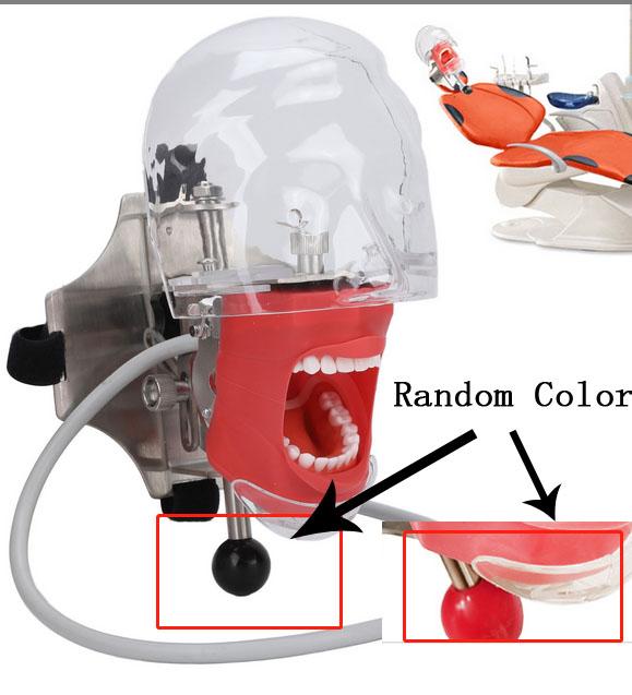 

Стоматологический симулятор, манекен, модель стоматологической головки со съемными зубами для стоматологических школ, образование, практическая демонстрация