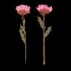 50 Pieces Pressed Flowers for Card Making Floral Arranging