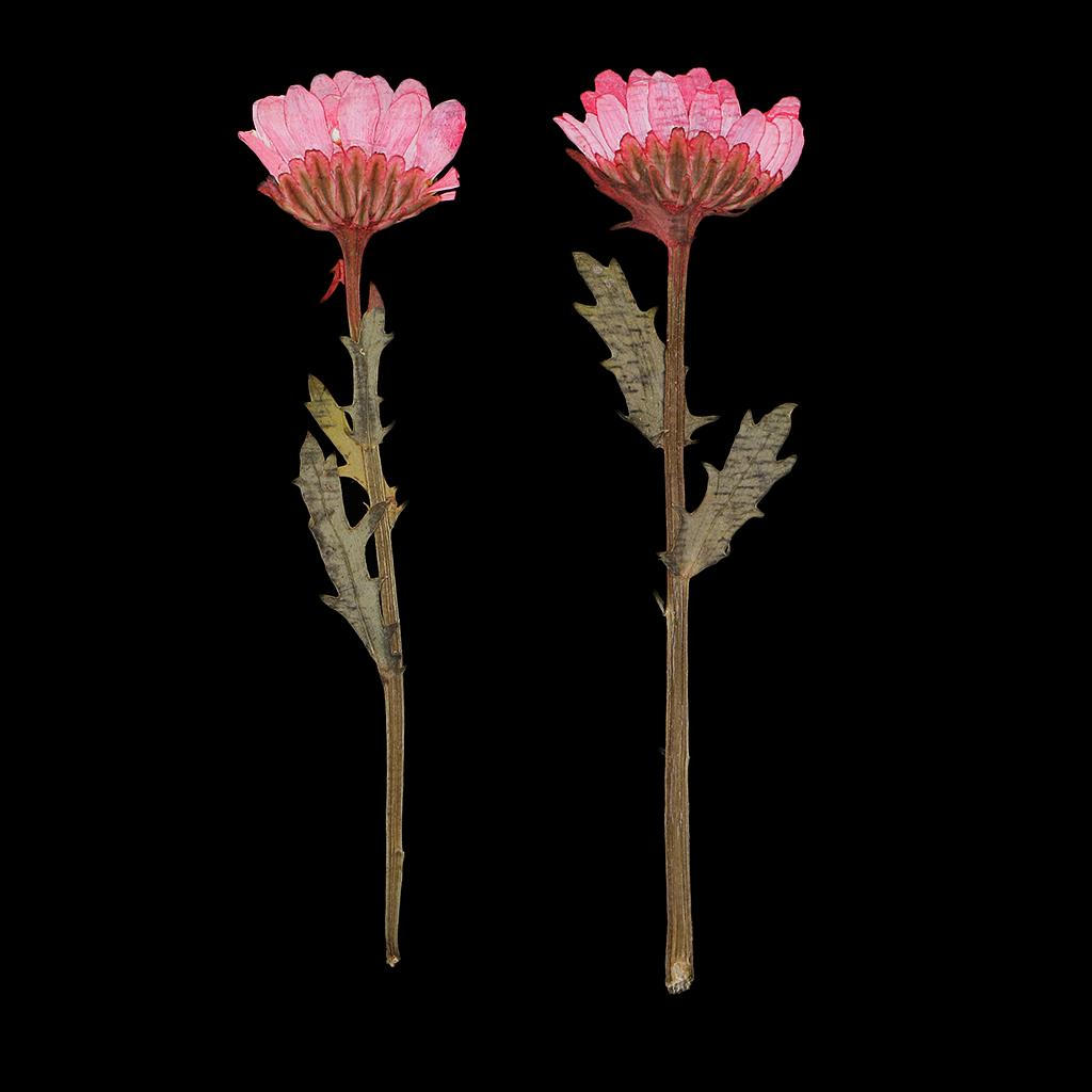 50 Pieces Pressed Flowers for Card Making Floral Arranging