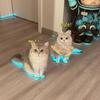 Pet Luminous Shoes, Whistle Night Light, and Photography Accessories for Cats and Dogs