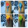 Wall-Mounted Parrot On Tree: Hanging Tree Ornament Bird Model