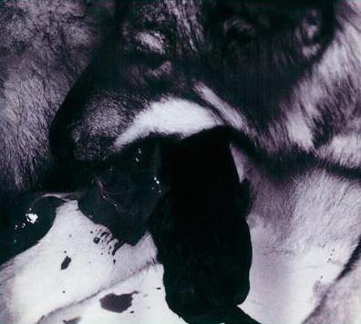 

CD SYRUP16G; SYRUP16G - My Song COCP50772 Columbia Music 2003 Japan Rock Used